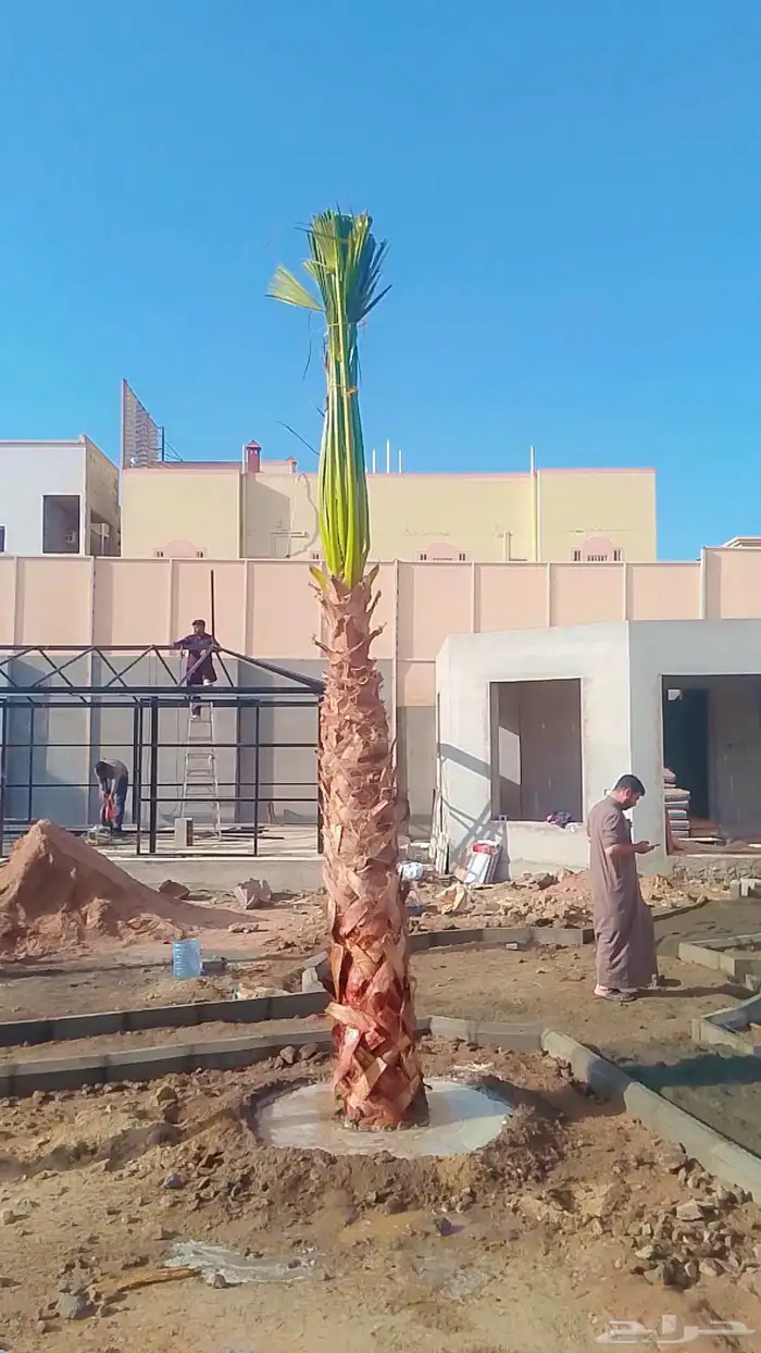 نخل للبيع متواجد في الرياض نوصل لاجميع أنحاء المملكة 1