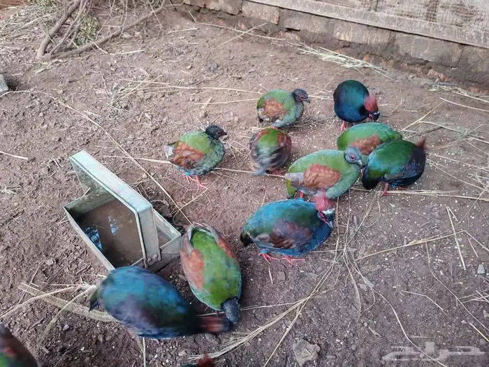 الراول كرست اجوز للبيع نوادر 0