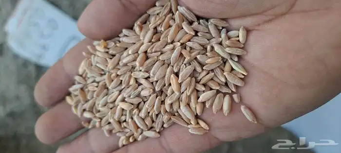 قمح بر بوني. البيع بلكيس فقط وزنه40k 0