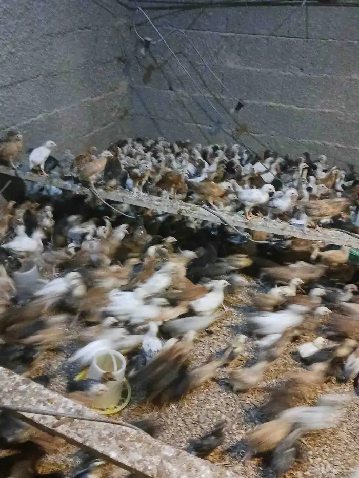 صوص عمر شهر محصن بصحه جيده 0