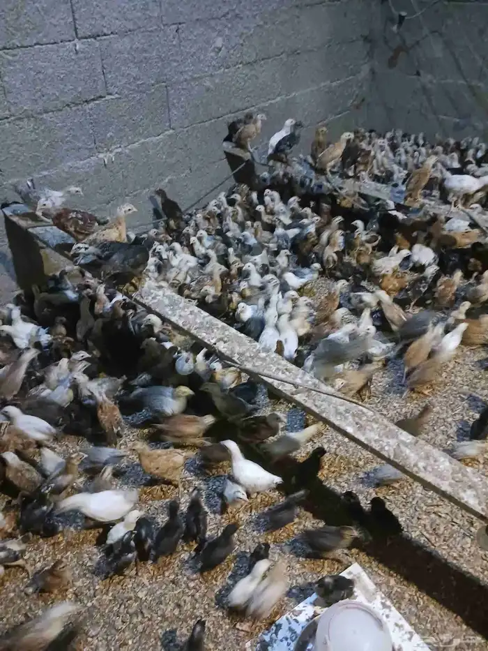 صوص عمر شهر محصن بصحه جيده 1