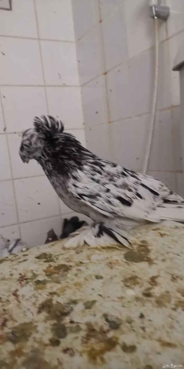 ذكر بخارى منتح 1