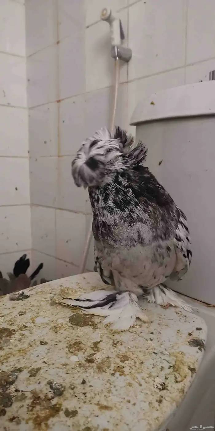 ذكر بخارى منتح 0