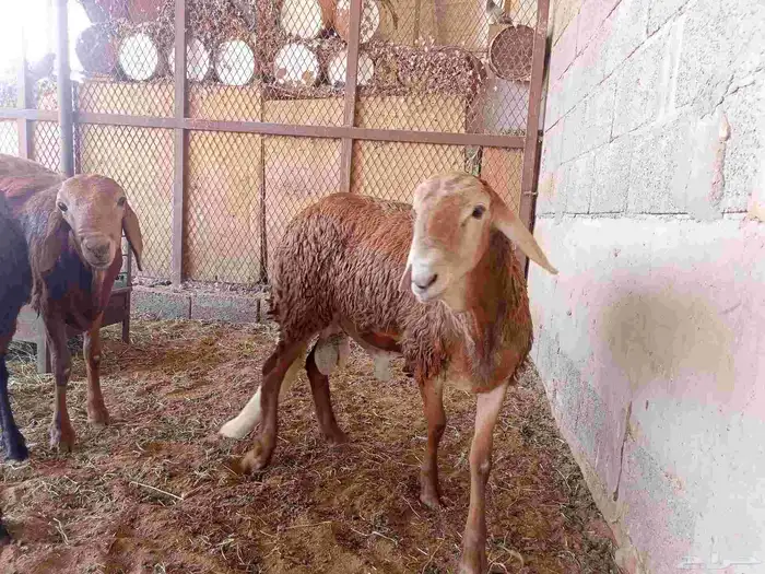 ذبايح 3