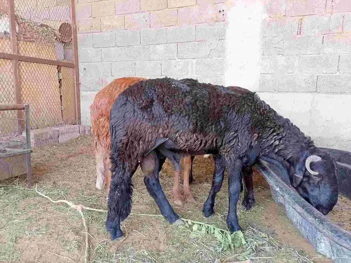 ذبايح 1