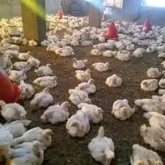 انا مشرف ومربي مزارعة دواجن خبره عاليه في هذا المجال 3