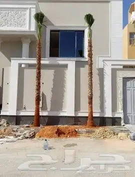 نخل واشنطني 3