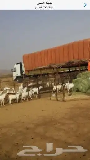تيوس جنوبية اضاحي 0