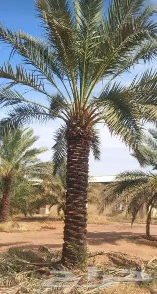 جميع أشغال أنخل 3