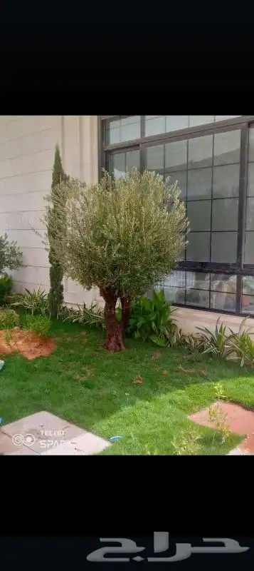زيتون ونخل عربي واشنطني 9