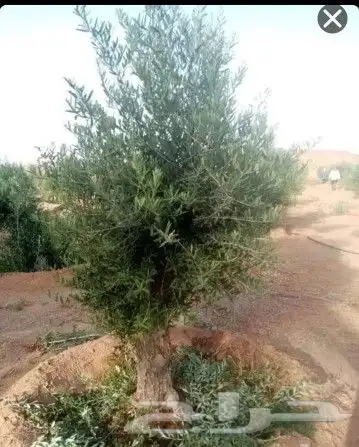 مقاول شبوك وزراعة النخيل الغربي واشنطن 4