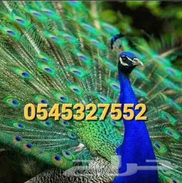 جوز فروخ طاووس فاخر 4