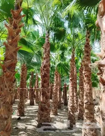 توريد وغرس نخل واشنطن زينه 4