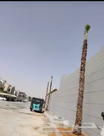 توريد وغرس نخل واشنطن زينه 5