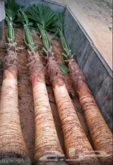 توريد وغرس نخل واشنطن زينه 1