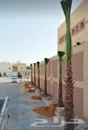 توريد وغرس نخل واشنطن زينه 6