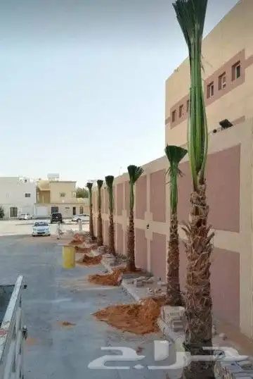 توريد وغرس نخل واشنطن زينه 3