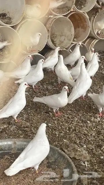 بيع زغاليل حمام فرنسي سوبر جامبو كميات 0