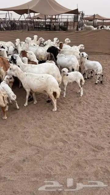 غنم رفيديات خلفات 0