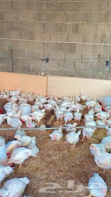 انا مشرف ومربي مزارعة دواجن خبره عاليه في هذا المجال 4