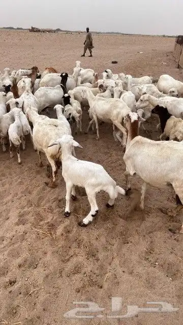 غنم رفيديات خلفات 1