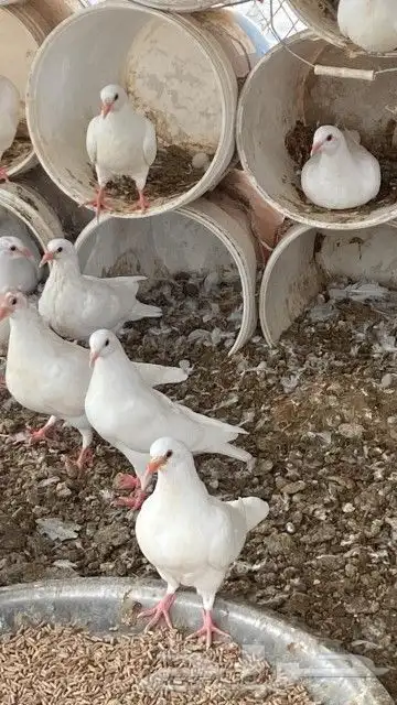 بيع زغاليل حمام فرنسي سوبر جامبو كميات 2