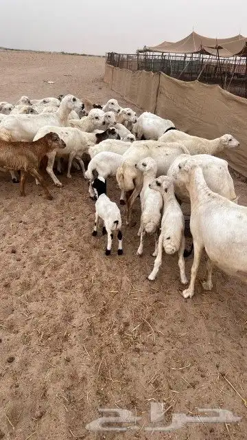 غنم رفيديات خلفات 2