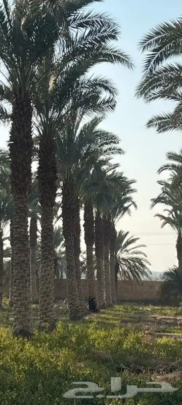جميع أشغال أنخل 1