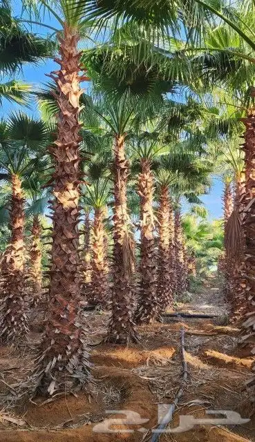 النخل البيع متواجد برياض وضواحيها المزحميه 4
