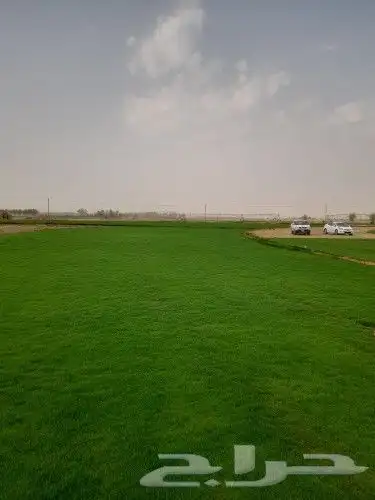 نخل واشنطني 9