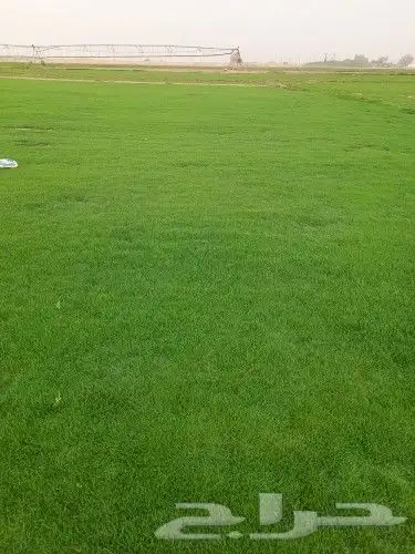 نخل واشنطني 8