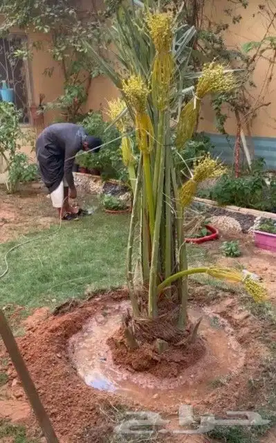 النخل البيع متواجد برياض وضواحيها المزحميه 3