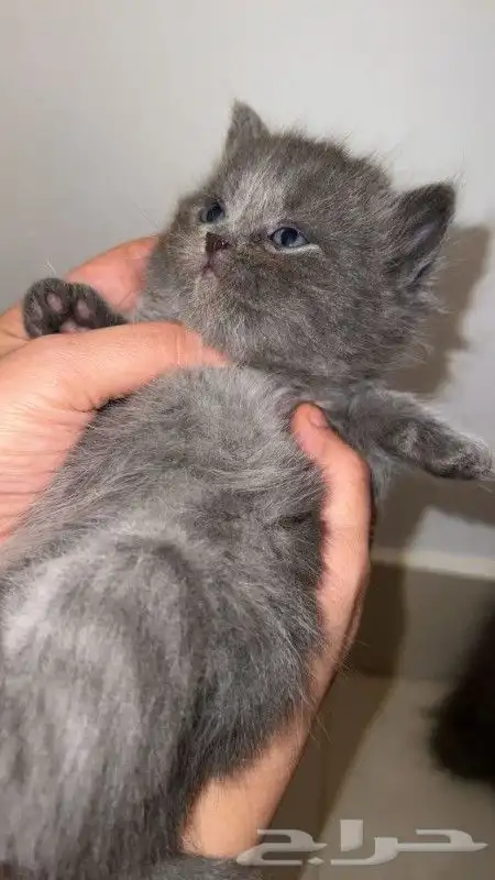 قطط شيرازيه لبيع بسعر رمزي 2