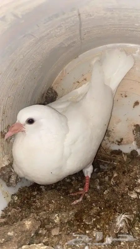 بيع زغاليل حمام فرنسي سوبر جامبو كميات 4