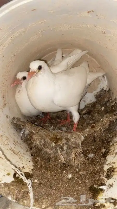 بيع زغاليل حمام فرنسي سوبر جامبو كميات 1