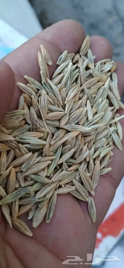 قمح بر بوني. البيع بلكيس فقط وزنه40k 1