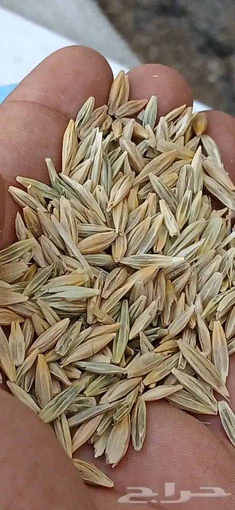 قمح بر بوني. البيع بلكيس فقط وزنه40k 2