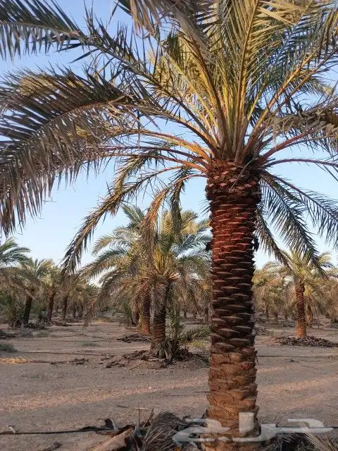 نخل عربي ووشنطن اشجار زينه 4