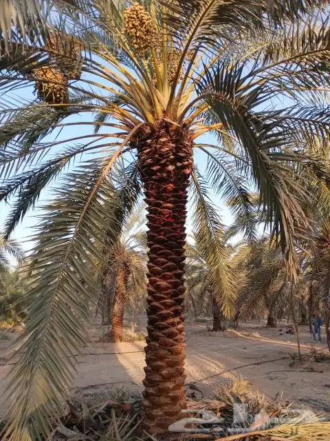 نخل عربي ووشنطن اشجار زينه 5
