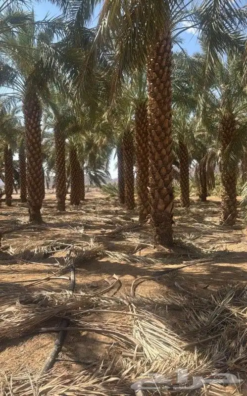 نخل عربي ووشنطن اشجار زينه 0
