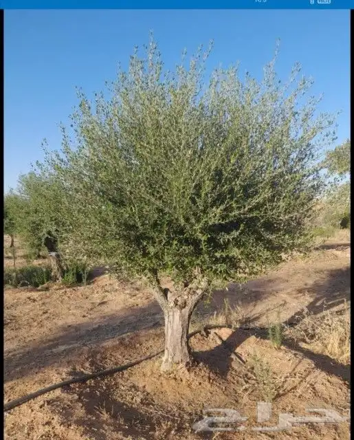 مقاول شبوك وزراعة النخيل الغربي واشنطن 1