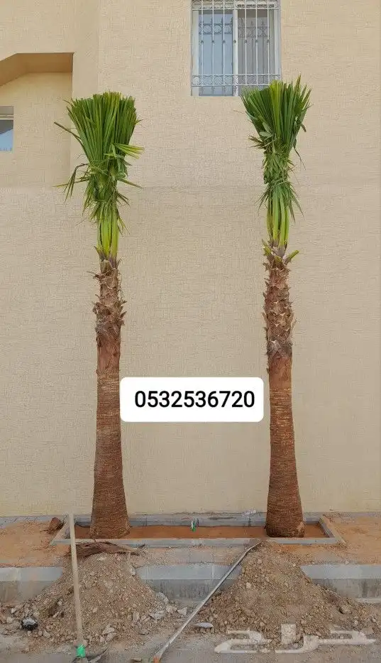 نخل واشنطني 5