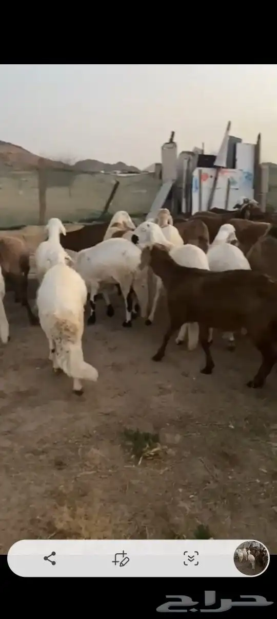 طليان سواكن اضاحي تربيه اكثر من اربع شهور 4