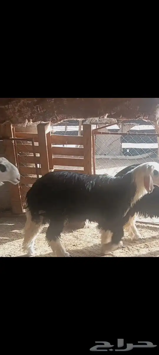 جذعان فل شحم 3