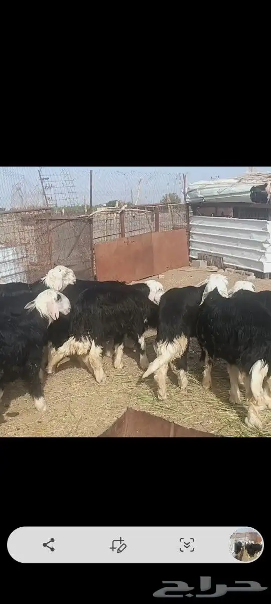 جذعان فل شحم 2