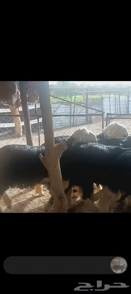 جذعان فل شحم 0