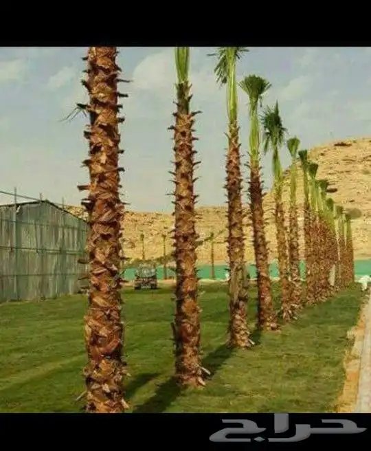 نخل عربي ووشنطن اشجار زينه 7