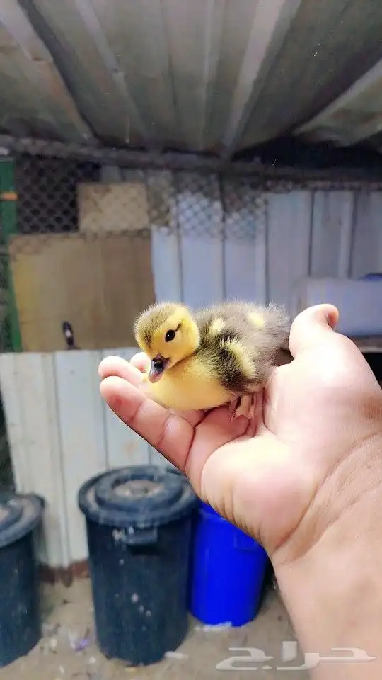 بطه يابطه 1