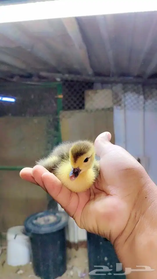 بطه يابطه 0