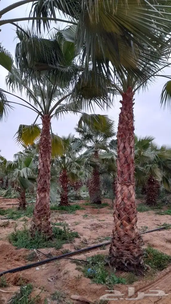 نخل واشنطني 2